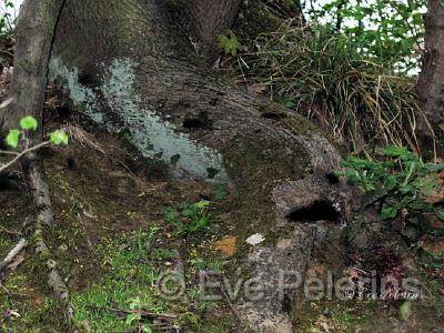 Profil emergeant.jpg